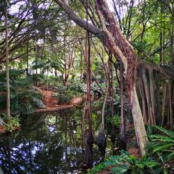 Im Botanischen Garten am Mount Coot-Tha