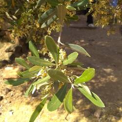 Olive Tree Blooms