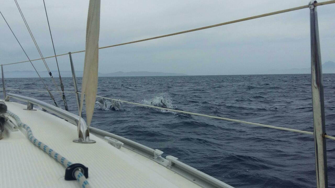 Delfinschule um den Bug der Patagon