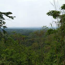 Une fois quitté les plaines de l'Assam et grimpé quelques collines, c'est la jungle.