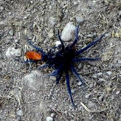 Tarantulafalke besiegt Vogelspinne
