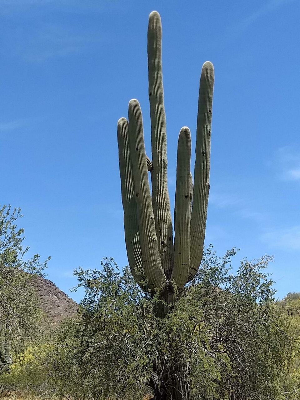Campsite Buddy - Master Of The Desert
