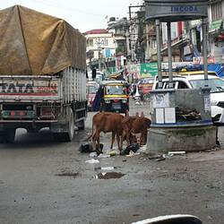 The cows can do what they like in India. Here they are eating the street rubbish