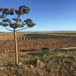 Vilar de Mazarife early morning furrows