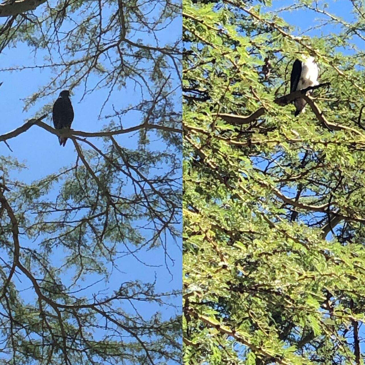 Augur Buzzard