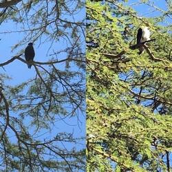 Augur Buzzard