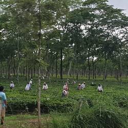 Tea leaf picking on a plantation