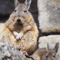... sooo süß. Da stiehlt jemand Machu Picchu fast die Show 🙂