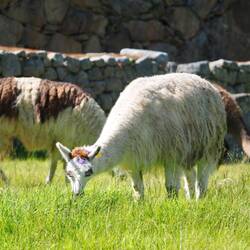 Die gehören irgendwie ja zu Machu Picchu dazu...