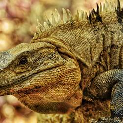 Wenn das mal kein Drache ist...