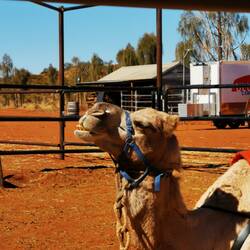 Die Kamel-Farm neben unseren Camp