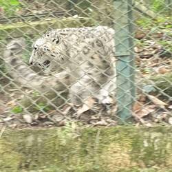 That's snow leopard