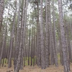 I love forest shots - this below the tree line, Mt Etna