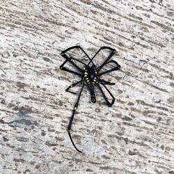 Sieht jetzt auch nicht nach dem perfekten Haustier aus oder?