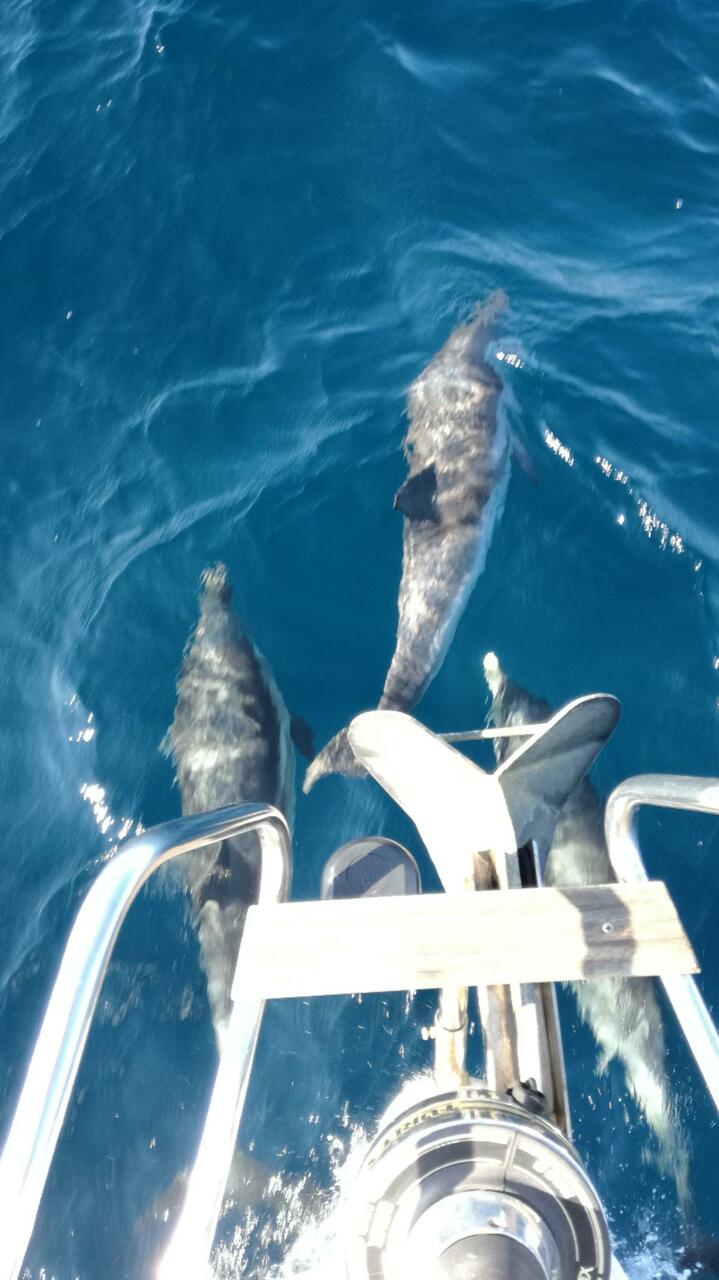 Delfine spielen um den Bug der Patagon