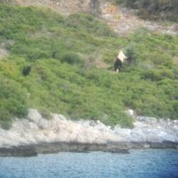 In Limin Planatis teilen wir uns die Einsamkeit mit Ziegen