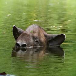 Der Tapir