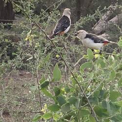 White Headed Buffalo Weaver