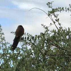 Brown Browed cuckoo