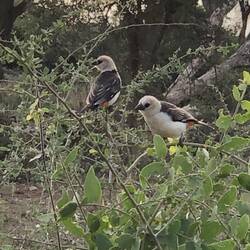 White Headed Buffalo Weaver