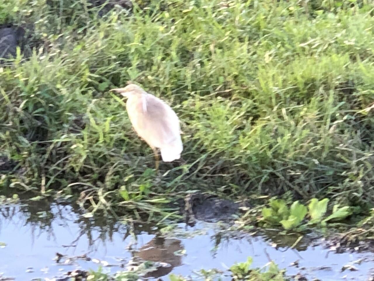 Squacco Heron
