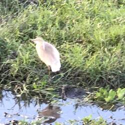 Squacco Heron