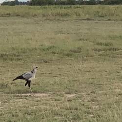 Secretary Bird (Raptor)