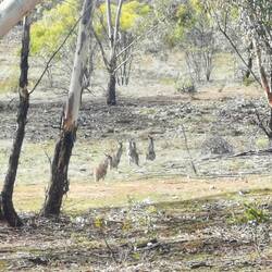 Die Kängurus fühlen sich hier sehr wohl