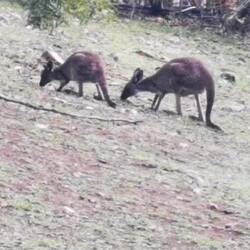 Wir haben viele Kängurus gesehen