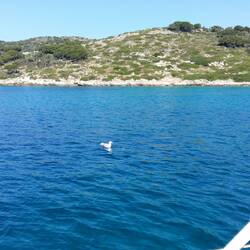 Die Möwe neidet unser Frühstück