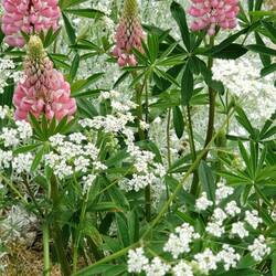 Lupine and lilacs on our walk