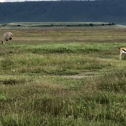 Female Ostrich & Giselle