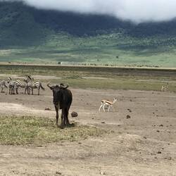 Zebre, Wildebeest, & Thompson Giselle