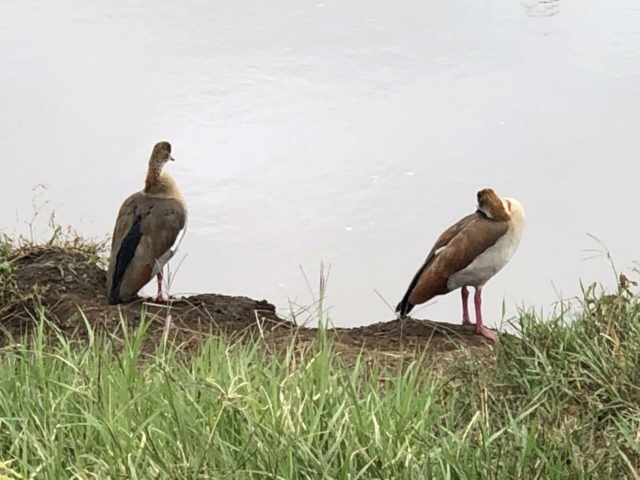 Egyptian Goose