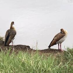 Egyptian Goose