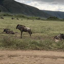 Wildebeest