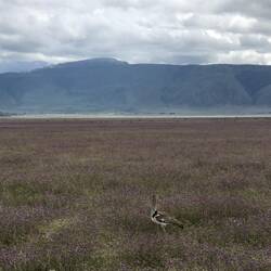 Kori Bustard