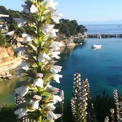 Blume mit Hummel und Boot im Hafen