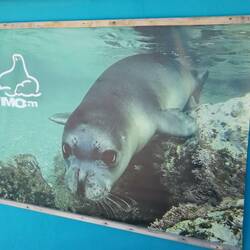 Ein Nationalpark bietet hier der Mönchsrobbe Schutz