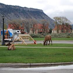 These guys were a common sight in Mammoth.