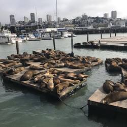 Sea Lions at Pier 39