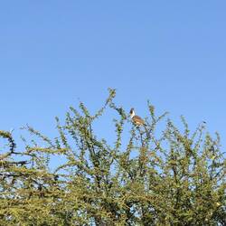 Go Away Bird
