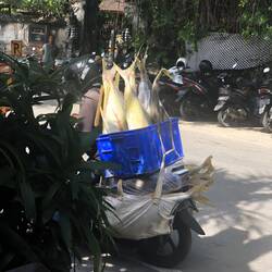 So wird Fisch transportiert