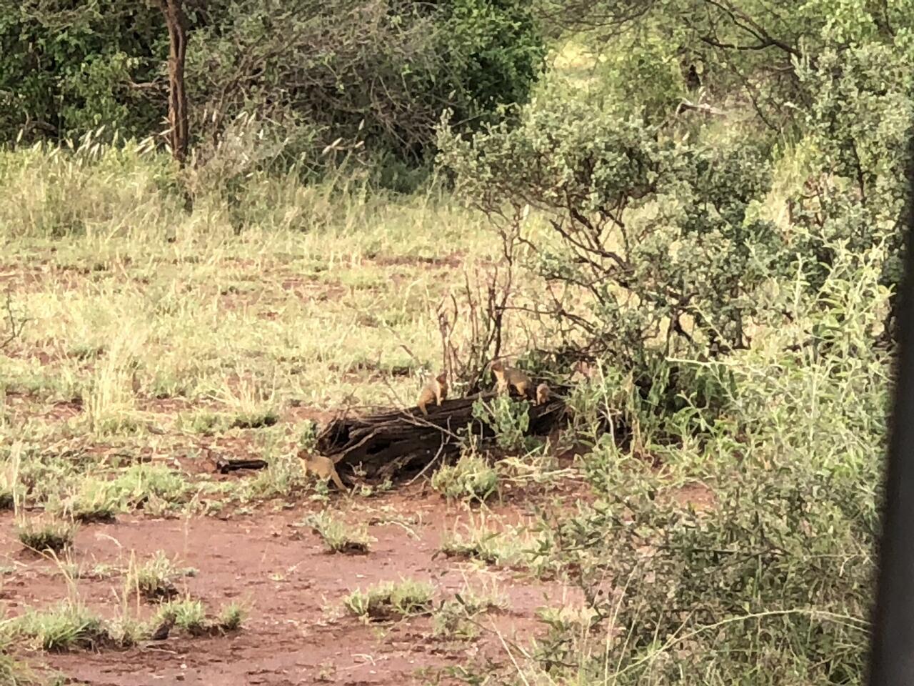 Short Tail Mongoose