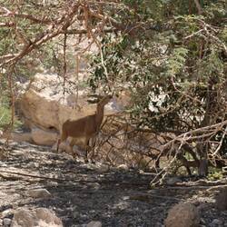 Wild Mountain Goat called an Ibex