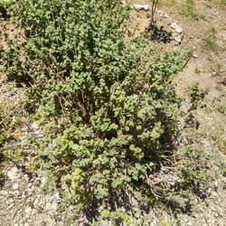 Hyssop tastes like oregano