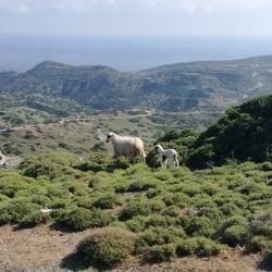 Viele Schafe und Ziegen