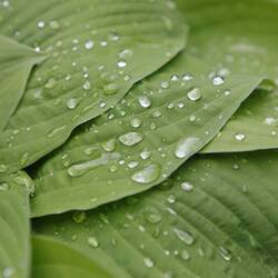 Suite de pluie