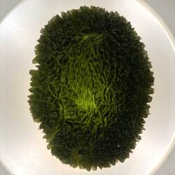 Moldavite Sample