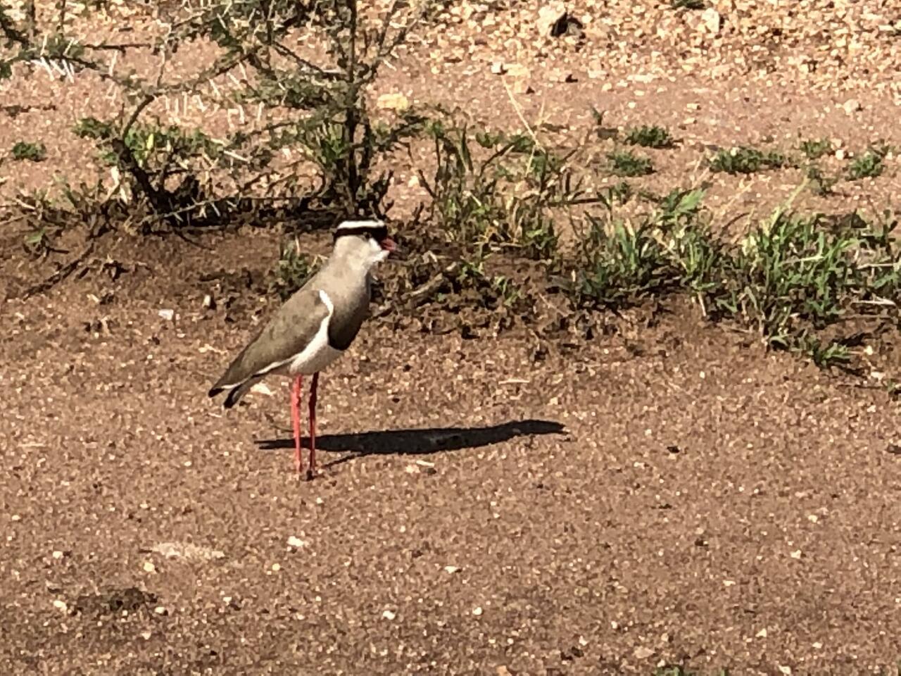 Crown Lap Wing (Plover)